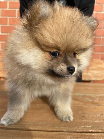 Pomeranian Zwergspitz