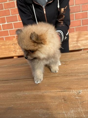 Pomeranian Zwergspitz
