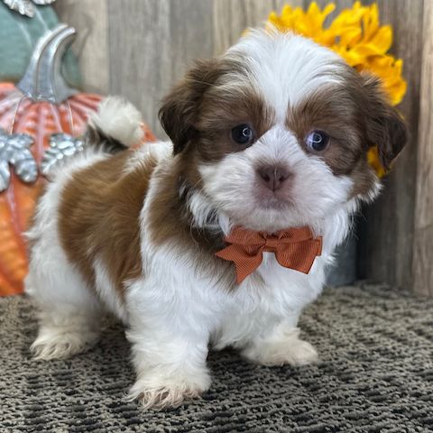 Shih Tzu Shi Tzu Welpen Mädchen & Jungs ab sofort !