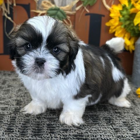 Bei Berlin: Wunderschöne Shih Tzu Welpen abgabebereit!