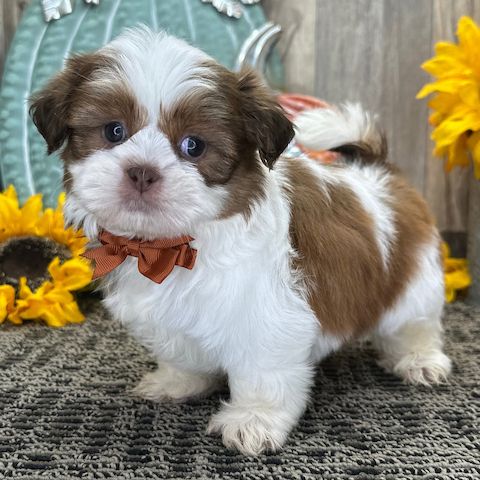 Two adorable, cuddly, purebred female Shih Tzu puppies with pedigree papers