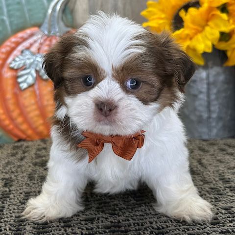 Two adorable, cuddly, purebred female Shih Tzu puppies with pedigree papers