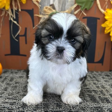Beautiful Shih Tzu puppies are looking for their forever homes