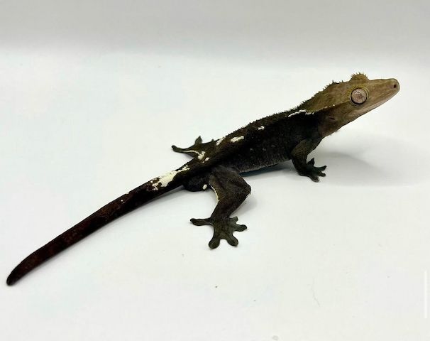 1.0 Kronengecko Axanthic