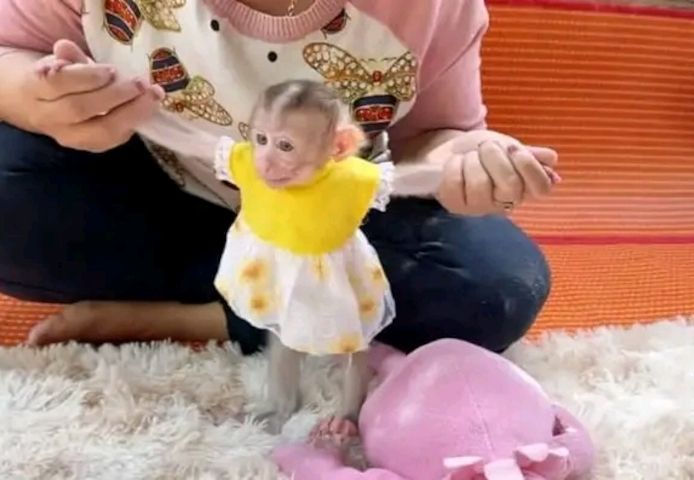 Kapuzineraffen für Sie und Ihre Familie.