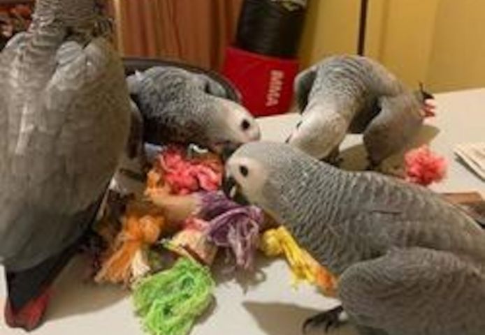 Papageieneier und Papageienvögel jetzt zum Verkauf