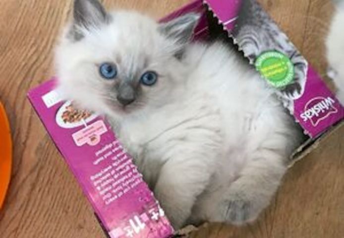 Bezaubernde Ragdoll-Kätzchen (männlich und weiblich) abzugeben