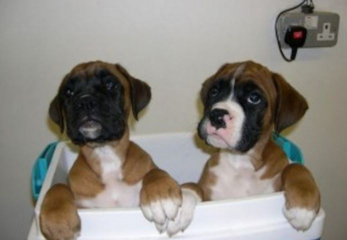 AKC-Boxerwelpen