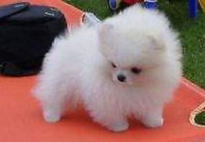 Super süße Pomeranian-Welpen