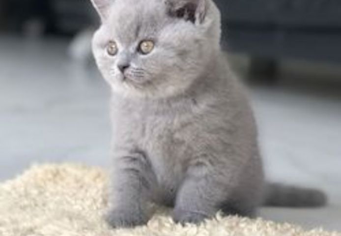 Britisch Kurzhaar Katzchen &nbsp;