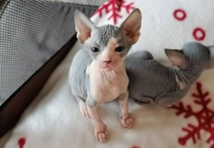 Sphynx-Kätzchen jetzt erhältlich