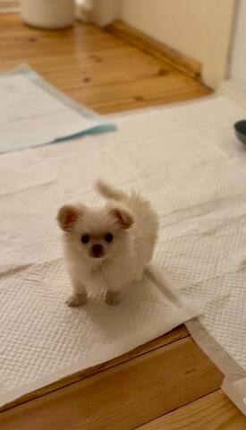 Liebevoller Langhaar-Chihuahua sucht sein Für-immer-Zuhause