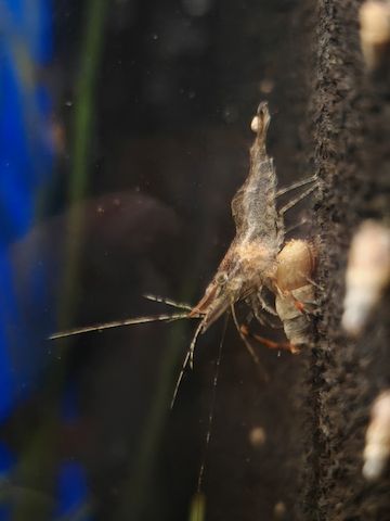 Rotscherengarnelen Macrobrachium peguensis (Planarienfresser)