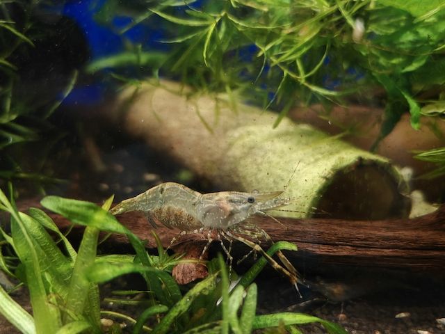 Rotscherengarnelen Macrobrachium peguensis (Planarienfresser)