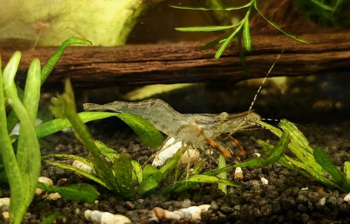 Rotscherengarnelen Macrobrachium peguensis (Planarienfresser)