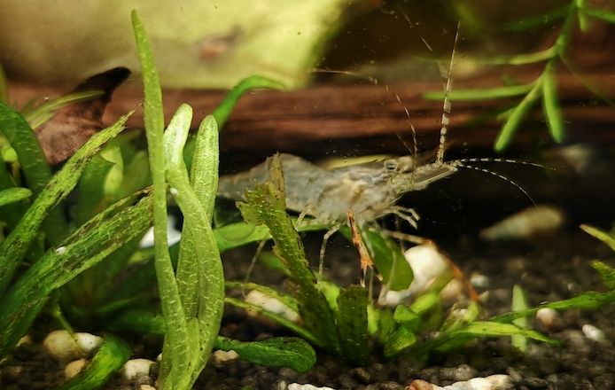 Rotscherengarnelen Macrobrachium peguensis (Planarienfresser)
