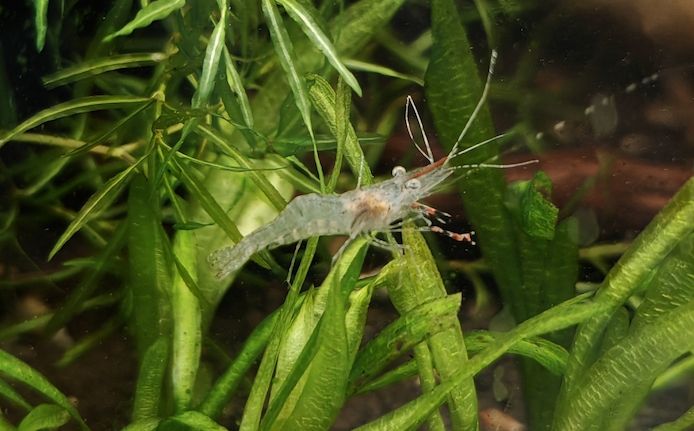 Rotscherengarnelen Macrobrachium peguensis (Planarienfresser)