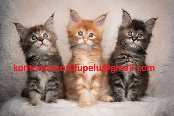 Maine Coon -Kätzchen zu verkaufen.