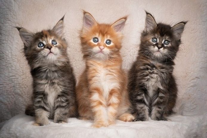 Maine Coon -Kätzchen zu verkaufen.