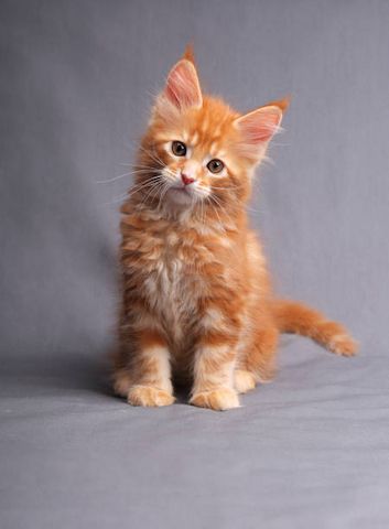 Maine Coon -Kätzchen zu verkaufen.