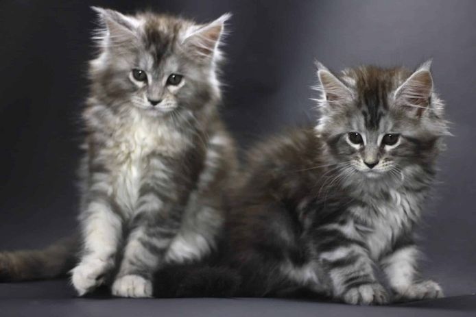 Maine Coon -Kätzchen zu verkaufen.