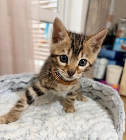 🐾 Hochwertige Bengalkätzchen zu verkaufen 🐾