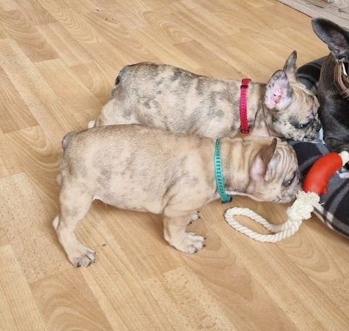 Französische Bulldoggen Welpen