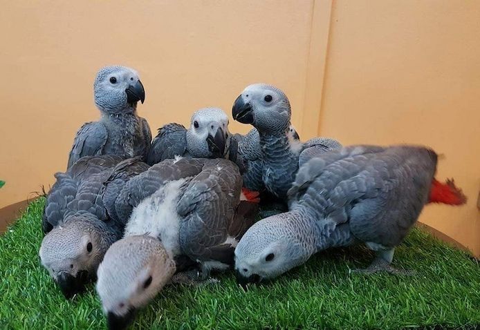 Superzahme sehr liebe Kongo-Graupapageienbabys