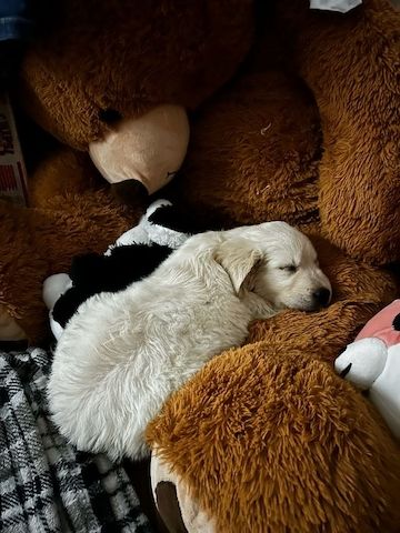 Golden Retriever Welpen suchen liebevolles Endzuhause