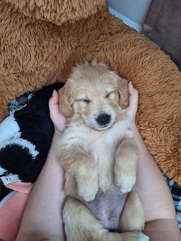 Golden Retriever Welpen suchen liebevolles Endzuhause