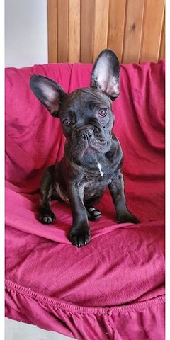 französische Bulldog Welpen