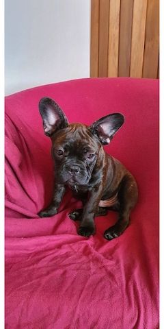 französische Bulldog Welpen
