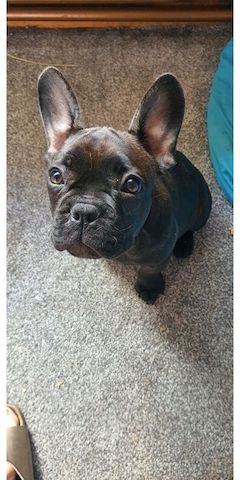 französische Bulldog Welpen