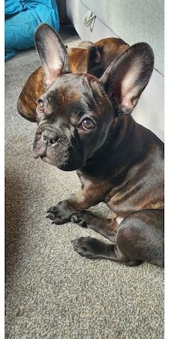 französische Bulldog Welpen
