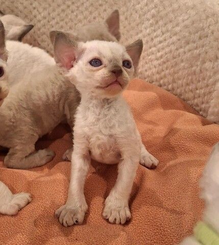 🐾Devon-Rex-Kätzchen zu verkaufen🐾