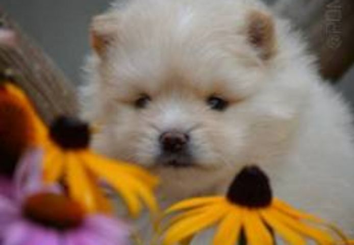Pomsky-Welpe