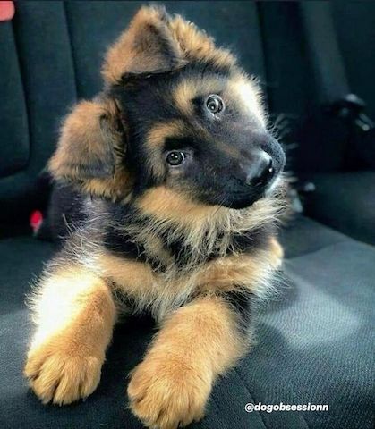 Deutsche Schäferhund-Welpen
