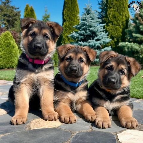 Deutsche Schäferhund-Welpen