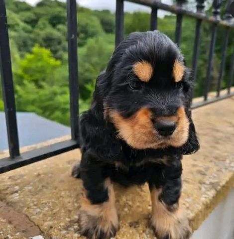 Cocker Spaniel Welpen,.