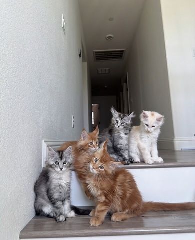 männliches und weibliches Maine-Coon-Kätzchen