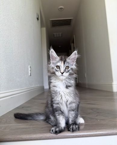 männliches und weibliches Maine-Coon-Kätzchen