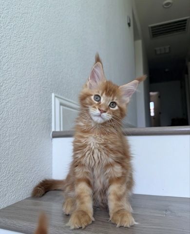 männliches und weibliches Maine-Coon-Kätzchen