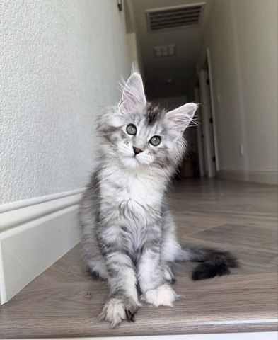 männliches und weibliches Maine-Coon-Kätzchen