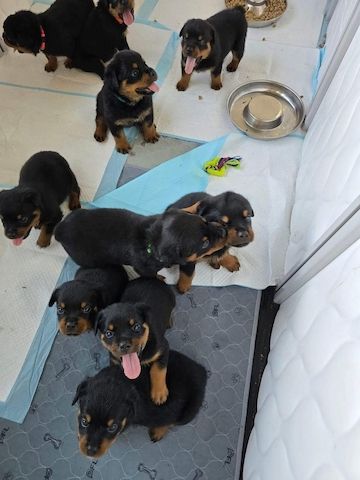 Rottweiler-Welpen zur Adoption