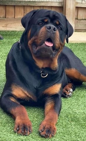 Rottweiler-Welpen zur Adoption