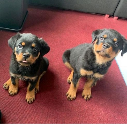 Rottweiler-Welpen zur .-Adoption