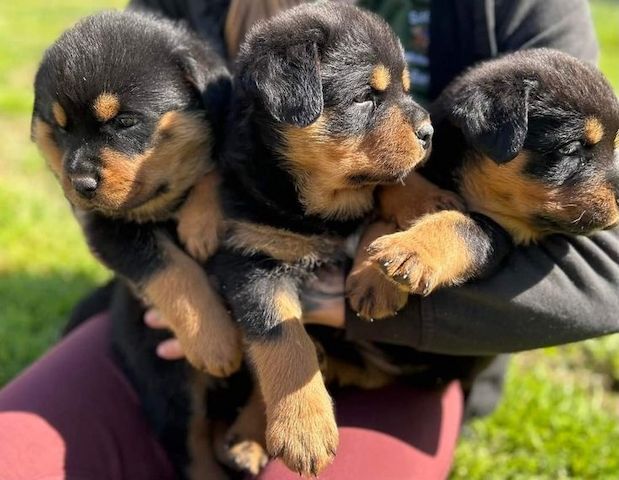 Rottweiler-Welpen zur .-Adoption