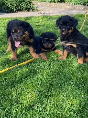 Rottweiler-Welpen zur .-Adoption