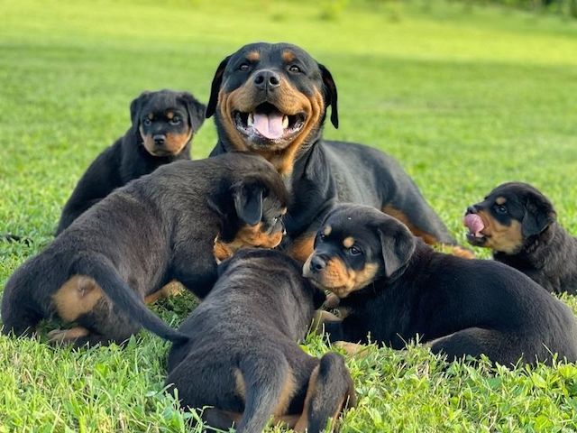 Rottweiler-Welpen zur Adoption