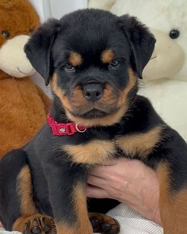 Rottweiler-Welpen zur Adoption